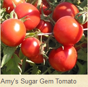 Tomat Amy's Sugar Gem