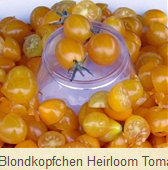 Tomat Blondkopfchen