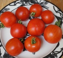 Tomat Cesu Agrais