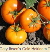 Tomat Gary Ibsen's Gold