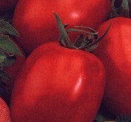 Tomat Kibic