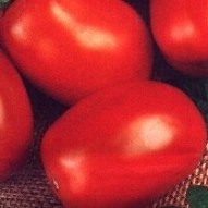 Tomat Kmicic