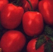 Tomat Lima