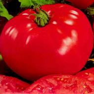 Tomat Marmande Superior