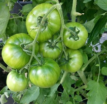 Tomat Sibirische Appeltomaat