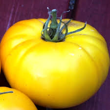 Tomat Yellow of Bijal