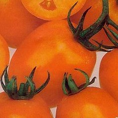 Tomat De-Barao kollane