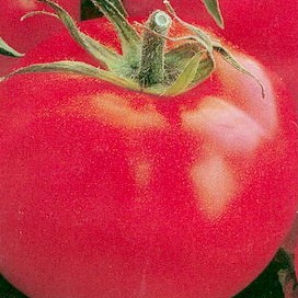 Tomat Delikates