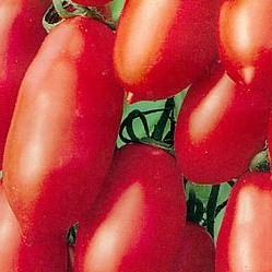 Tomat Pipramoodi