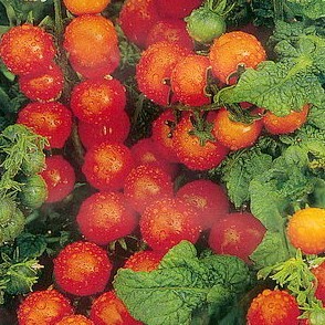 Tomat Preserving
