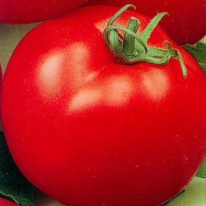 Tomat Russki Bogatyr