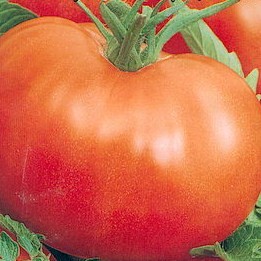 Tomat Russki Gostinets