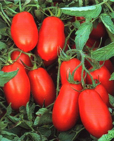 Tomat San Marzano