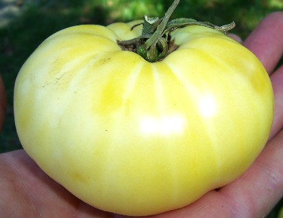 Tomat White Tomesol